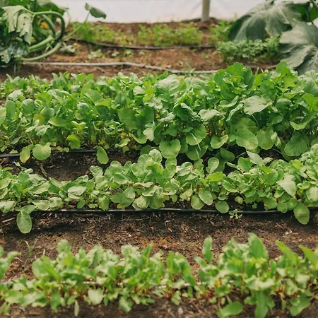 Hotel Santa Barbara Eco-beach Ribeira Grande