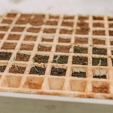 Santa Barbara Eco-beach Ribeira Grande