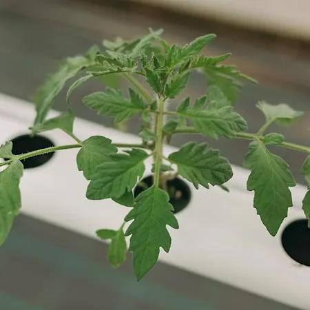 Santa Barbara Eco-beach 4* Ribeira Grande