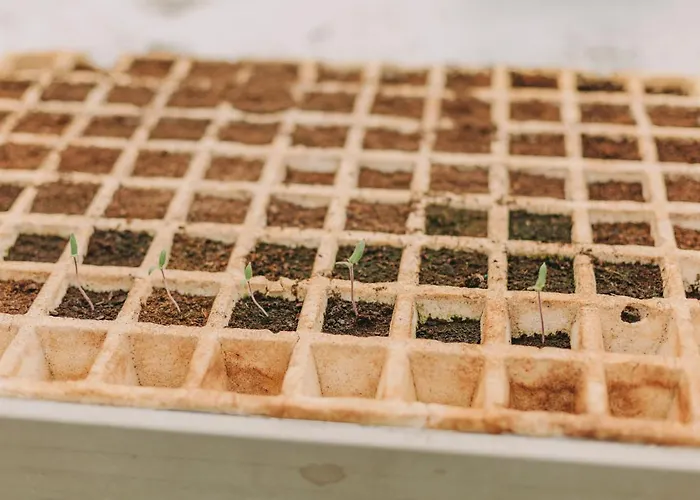 Santa Barbara Eco-beach Ribeira Grande