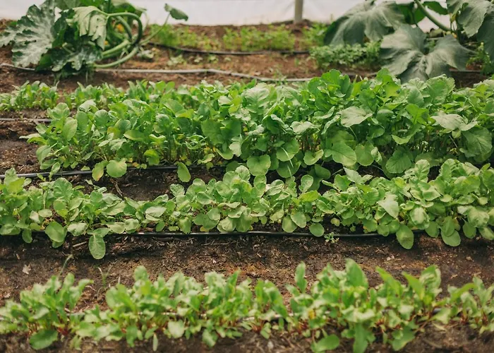 Hotel Santa Barbara Eco-beach Ribeira Grande