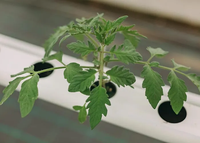 Santa Barbara Eco-beach 4* 리베라그란데